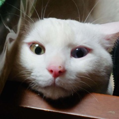 もふ壱